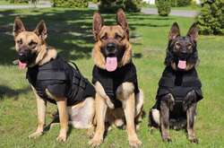 Українські службові собаки отримали американські бронежилети (фото)