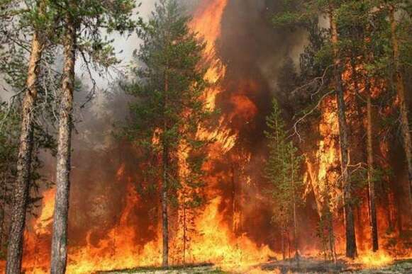 В Херсонской области лесной пожар подбирается к селам: оккупанты не дают тушить