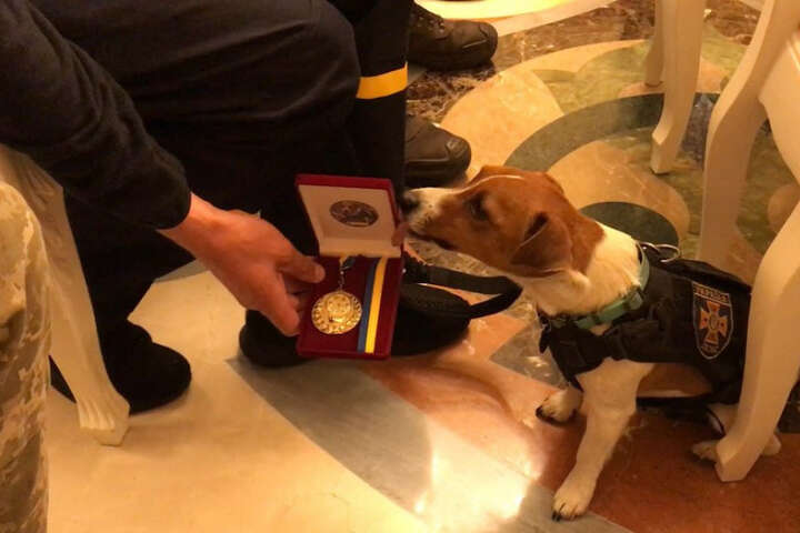 Службовий пес Патрон отримав медаль від Зеленського (відео)