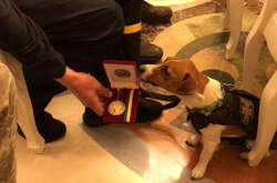 Пес-сапер Патрон отримав медаль за віддану службу