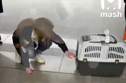 Собака загинув на борту російського літака, а працівники авіакомпанії кілька годин не віддали тіло тварини хазяйці