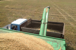 Стало известно, сколько зерна и техники рашисты украли у аграриев