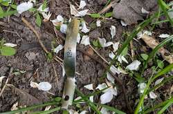 На Київщині молодик кинув у жінку гранату (фото)