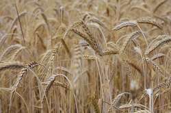 Від початку повномасштабного вторгнення Росія заблокувала в портах України близько 90 млн тонн зерна