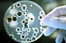 На фоне постепенного повышения температуры внешней среды создают условия для вспышек заболеваний кишечной группы