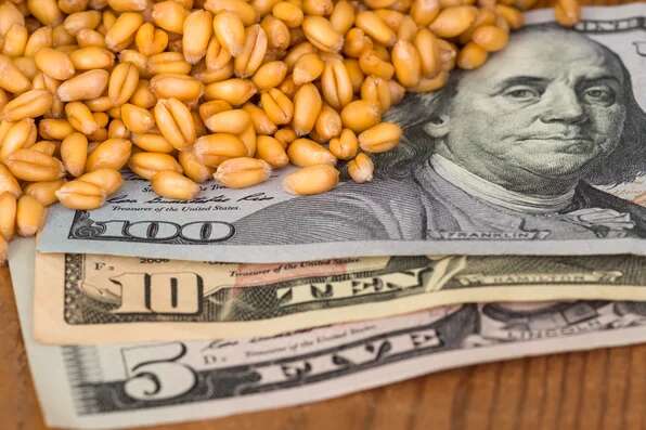 Україна в ООН застерегла інші країни від купівлі краденого Росією зерна