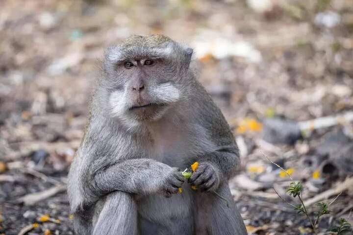 В Ізраїлі зафіксовано перший випадок підозри на віспу мавп