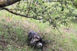 Стало известно, сколько людей пострадали из-за ракетного удара по Ровенщине (видео)