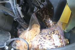 Громадянин Туреччини сховав у авто 60 кг бурштину, його викрили на кордоні (фото)