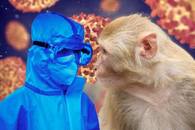 Moderna вже досліджує вакцину проти мавпячої віспи