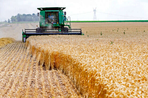 На скільки вистачить запасу пшениці у світі? Аналітики назвали невтішні цифри
