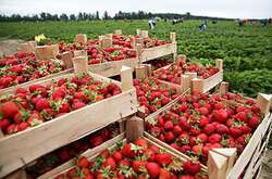 Ціни на популярну в Україні ягоду впали майже вдвічі