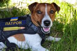 Пес Патрон получил в Каннах самую престижную кинопремию для животных