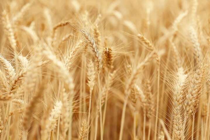 Глава МИД Италии предупредил о «хлебных войнах» из-за нехватки украинского зерна