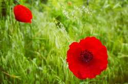 Перед вихідними, 10 червня, у західних областях місцями очікуються грози