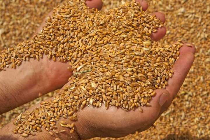 Окупанти придумали, куди продавати крадене українське зерно