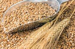 У Мінагрополітики прогнозують, що через заблокований експорт в Україні будуть проблеми зі зберіганням зерна