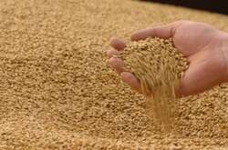  В України є нагальна потреба в облаштуванні тимчасових зернових сховищ   