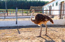 На Донеччині рашисти розбомбили страусину ферму