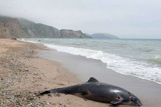У Чорному морі через російське вторгнення гинуть дельфіни