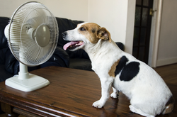 Как сделать прохладу в квартире, а вентилятор превратить в кондиционер: полезные лайфхаки