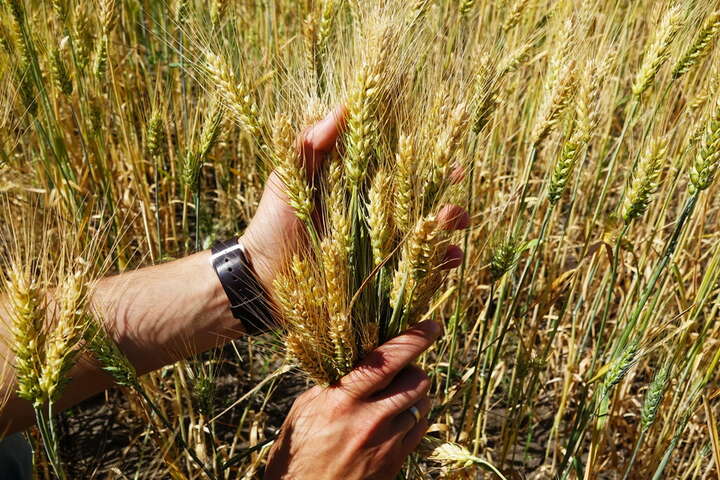 Туреччина хоче купувати українське зерно зі знижкою: посол України розповів, чому