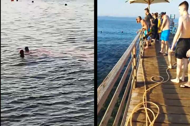 У Хургаді акула-людожер напала на туристку (відео)