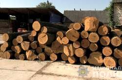 На Вінниччині злочинна група «полювала» на цінну деревину (фото, відео)