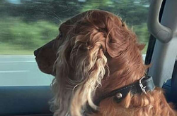  «Великолепное возвращение блудного сына» 