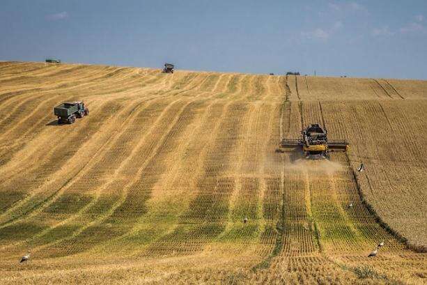 Україна зібрала перший мільйон тонн зерна нового врожаю