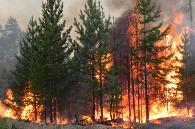 Лісова пожежа спалахнула у турецькому Бодрумі