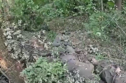 Нацгвардійці і десантники під Слов’янськом знищили групу окупантів (відео)