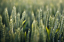 Посев озимых культур в этом году может упасть на 60% – министр