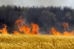  Разом із пшеницею в Україні горять великі аграрні перспективи 