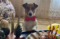  З нагоди такого особливого дня Патрон одягнув метелика 