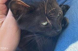 Кошеня, якого військові врятували з острова Зміїний, отримало ім’я і нову домівку