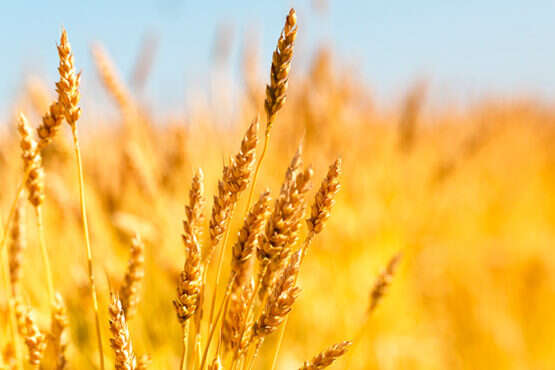 Аналитики предупредили, каким будет урожай пшеницы в этом году