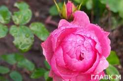 Синоптики прогнозируют дожди во многих регионах Украины