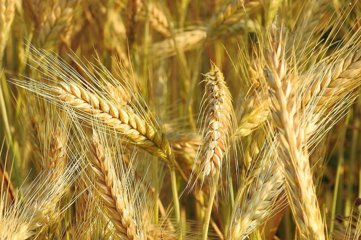 Как зерновое соглашение повлияет на цены: прогноз Минагрополитики