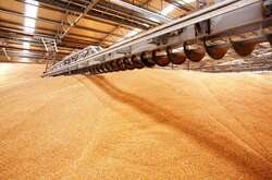Куди дівати зерно? Нардепи пропонують ввести пільгу для аграріїв