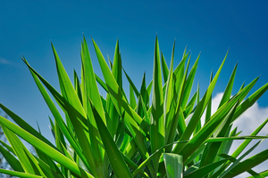 31 июля: какой сегодня праздник в Украине, приметы и запреты