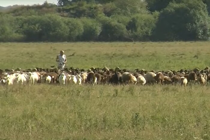 Тікав від війни. Вівчар із Донеччини 50 км самотужки гнав 400 овець