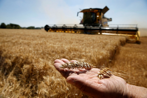 Более 30 стран, являющихся нетто-импортерами пшеницы, полагаются на Россию и Украину...