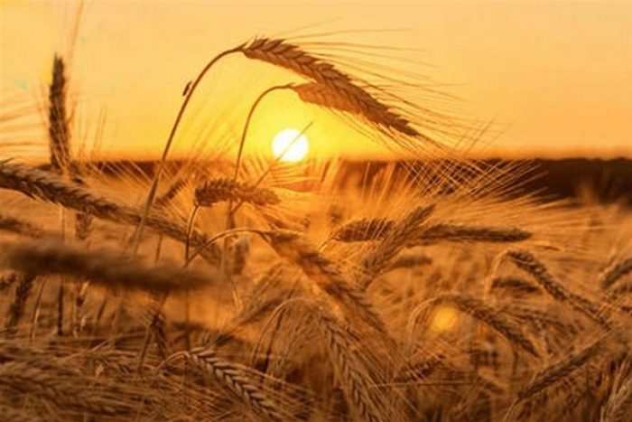 Україну накриє спека: якою буде погода 6 серпня