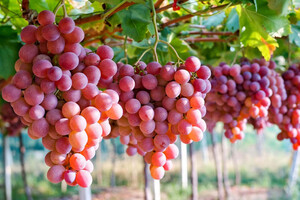Эксперты прогнозируют снижение урожая винограда в Украине