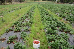 Війна в Україні завдала збитків фінським аграріям