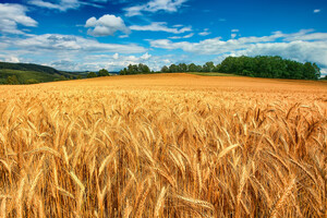 Эксперты назвали причины снижения цены на пшеницу