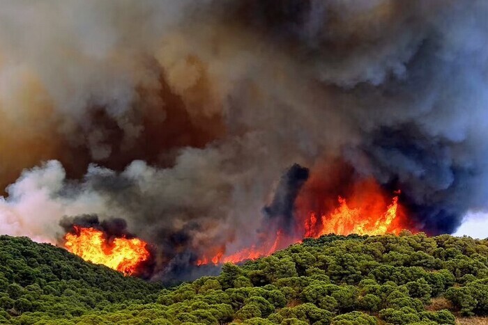 Из-за аномальной жары в Европе выгорело рекордное количество лесов