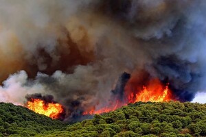 Через аномальну спеку в Європі вигоріла рекордна кількість лісів