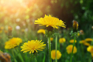 20 серпня: яке сьогодні свято, прикмети і заборони